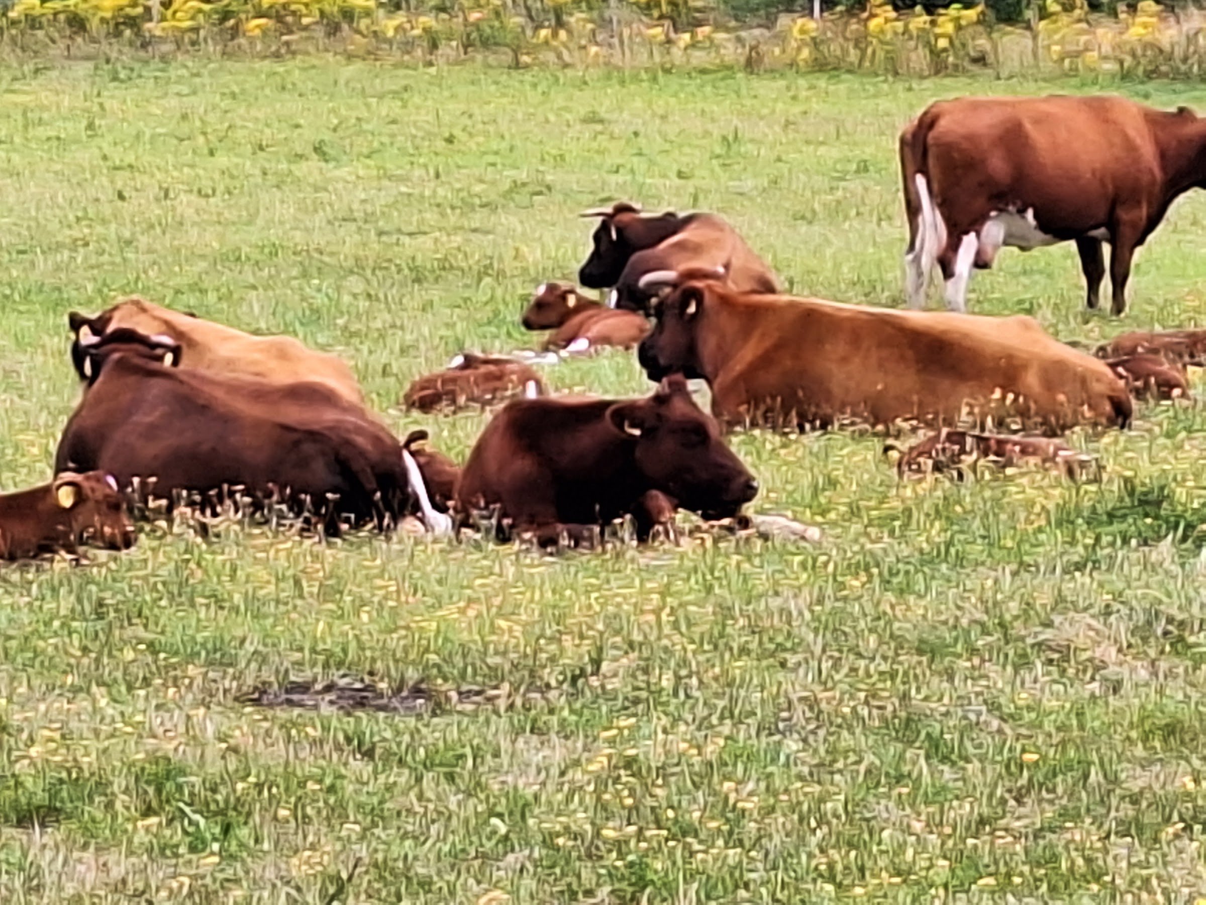 Koe Safari Erve Vechtdal